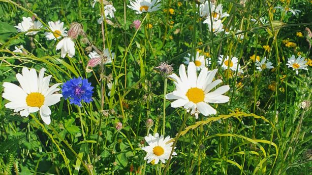 a close up of wildflowers