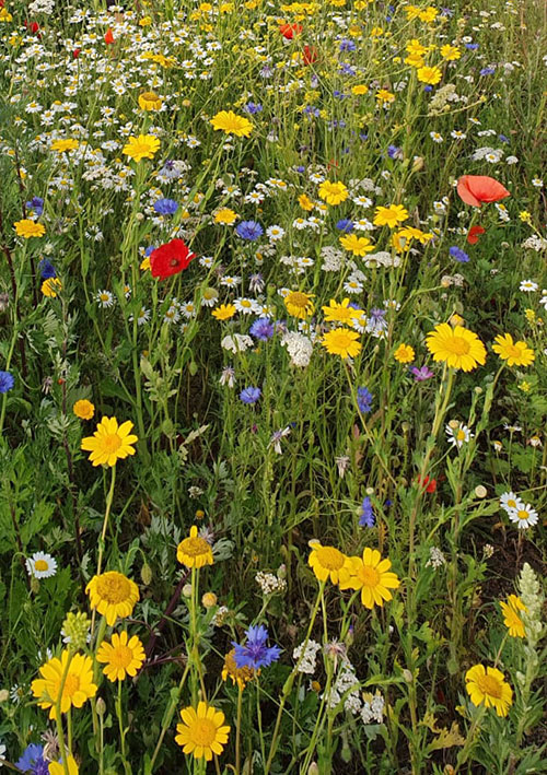 flowers_long
