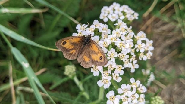 A gatekeeper butterfly feeding on some yarrow
