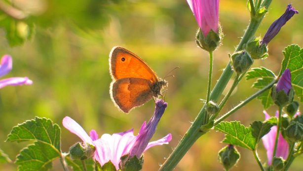 A butterfly rests on a purple flower